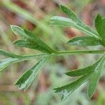 Laserpitium gallicum Feuille