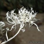 Loeseliastrum schottii Flower