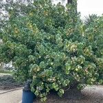 Dombeya burgessiae Хабит