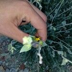 Anthyllis cytisoides Çiçek