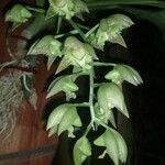 Catasetum maculatum Flor