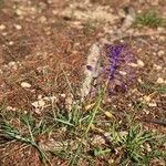 Muscari matritense Virág