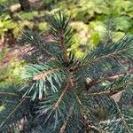 Picea brewerianaLapas