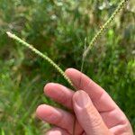 Urochloa eminii 花