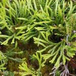 Lycopodium × zeilleri Elinympäristö