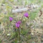 Primula pauciflora Kvet