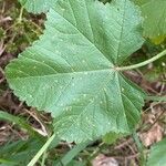 Malva multiflora برگ