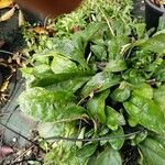 Pulmonaria officinalisЛист