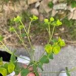 Euphorbia segetalis Kukka