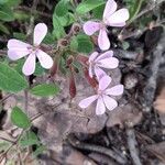 Saponaria ocymoides Flor