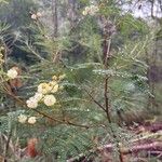 Acacia terminalis Fiore