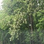 Robinia pseudoacaciaKvět