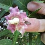 Araujia angustifolia Fleur