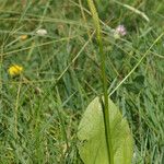 Ophioglossum vulgatum Листок