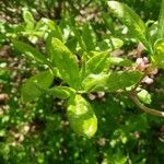 Rhododendron canescens पत्ता