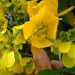 Senna macranthera Fleur