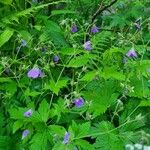 Geranium sylvaticumফুল