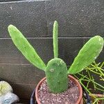 Opuntia cochenilliferaपत्ता