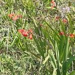 Crocosmia × crocosmiifloraFiore