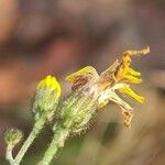 Crepis micrantha Λουλούδι