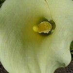 Zantedeschia rehmannii Λουλούδι