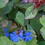 Ceratostigma plumbaginoides Deilen