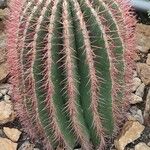 Ferocactus pilosus Агульны выгляд