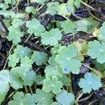 Hydrocotyle ranunculoides Foglia