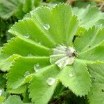 Alchemilla acutiloba Лист