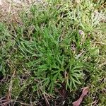 Lycopodium complanatum Blad