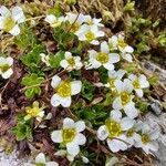 Saxifraga androsacea Cvet