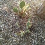 Opuntia littoralis പുഷ്പം