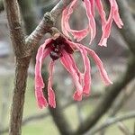 Hamamelis × intermedia Çiçek