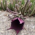 Stapelia grandiflora Flower