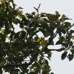 Cinnamomum camphora Likasa