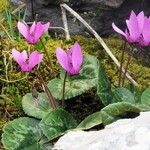 Cyclamen purpurascens Virág