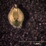 Acianthera aberrans Autre