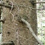 Picea sitchensis چھال