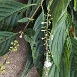 Gonzalagunia panamensis Cvet