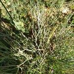 Limonium insigne Hoja