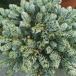 Abies lasiocarpa برگ