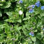 Myosotis arvensis Fleur