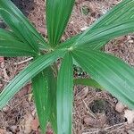 Ellisiophyllum pinnatum Leaf