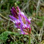 Astragalus onobrychis Flor
