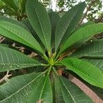 Plumeria albaFoglia