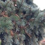 Picea pungens Leaf