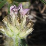 Astragalus echinatus Blüte