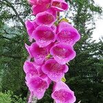 Digitalis purpurea फूल