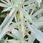 Artemisia ludoviciana Bark