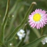 Rhodanthe chlorocephala Çiçek